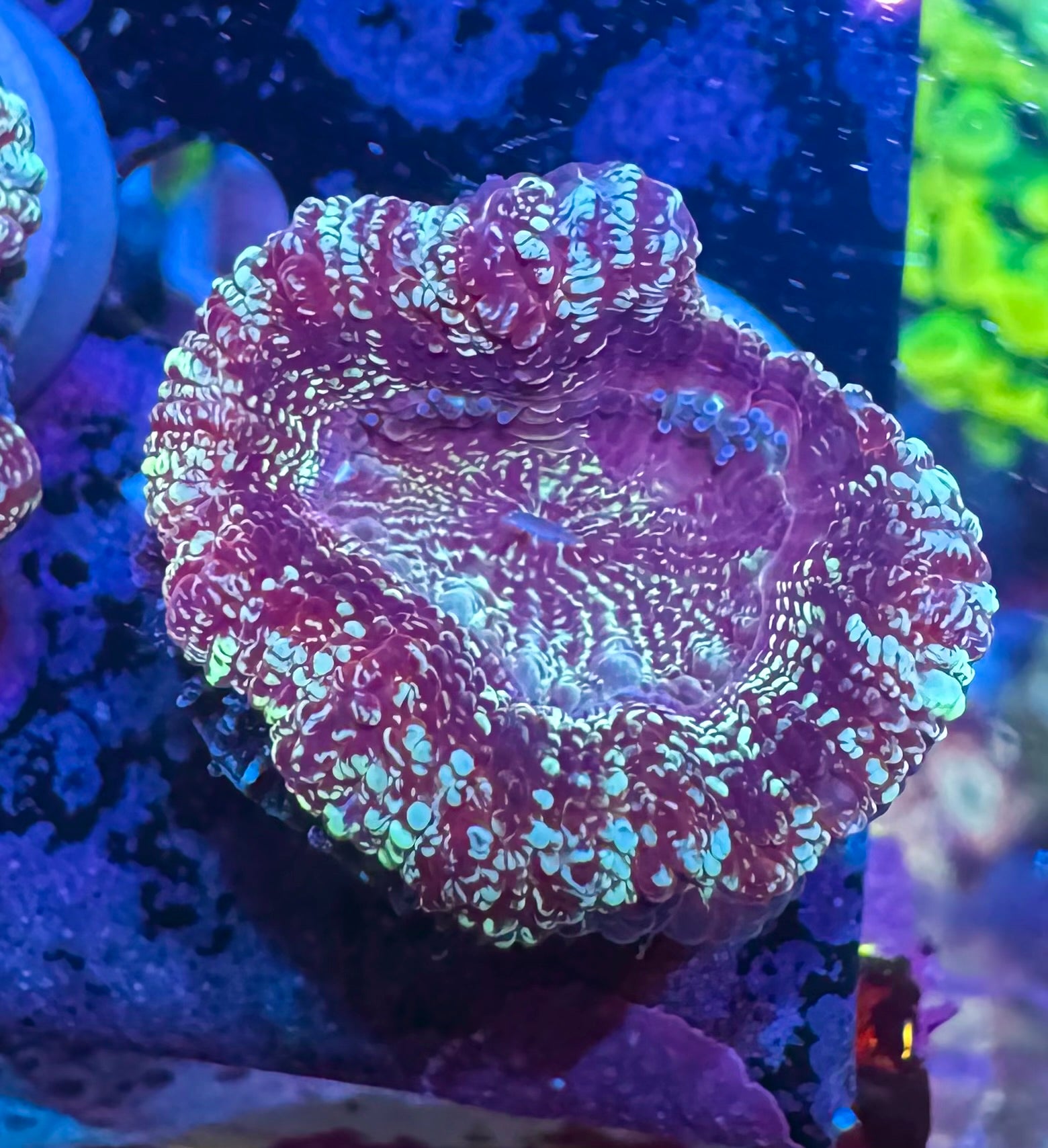 Acan Lord — Blue Glitter — Rare LPS Coral — UK Grown – Zoanation