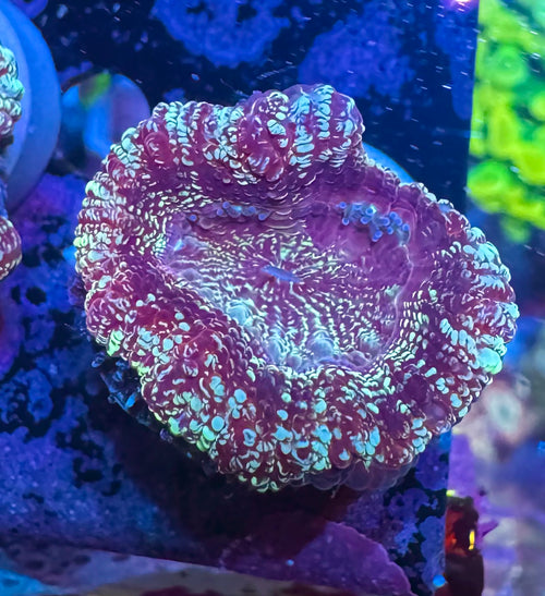 Acan Lord — Blue Glitter — Rare LPS Coral — UK Grown