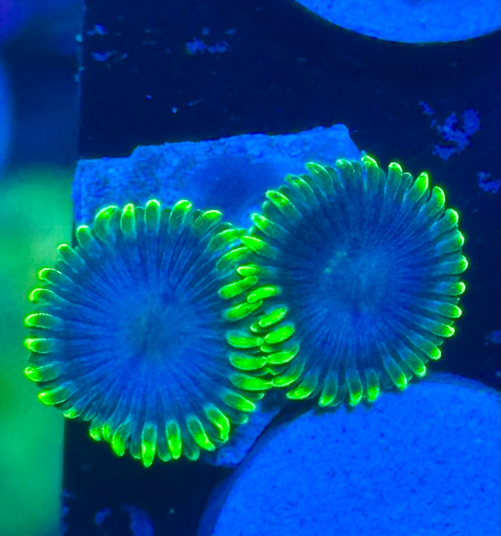 WWC Joker Zoa Frag (2-3 Polyps)– Rare Zoanthid – UK Grown