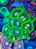Exosphere Zoa Frag — High End Zoanthid – UK Grown