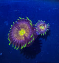 Nirvana Paly Frag (2+ Polyps) – Rare Palythoa – UK Grown