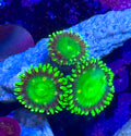 Radioactive Dragon Eye Zoa Frag (3Polyps+)– Zoanthid – UK Grown