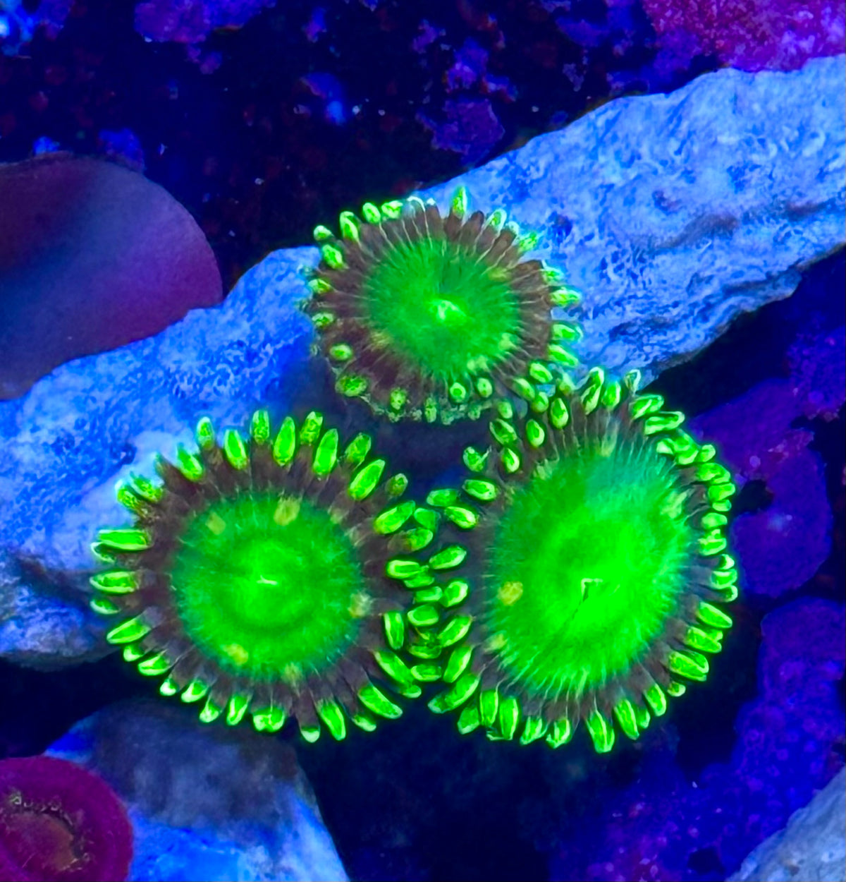 Radioactive Dragon Eye Zoa Frag (3Polyps+)– Zoanthid – UK Grown