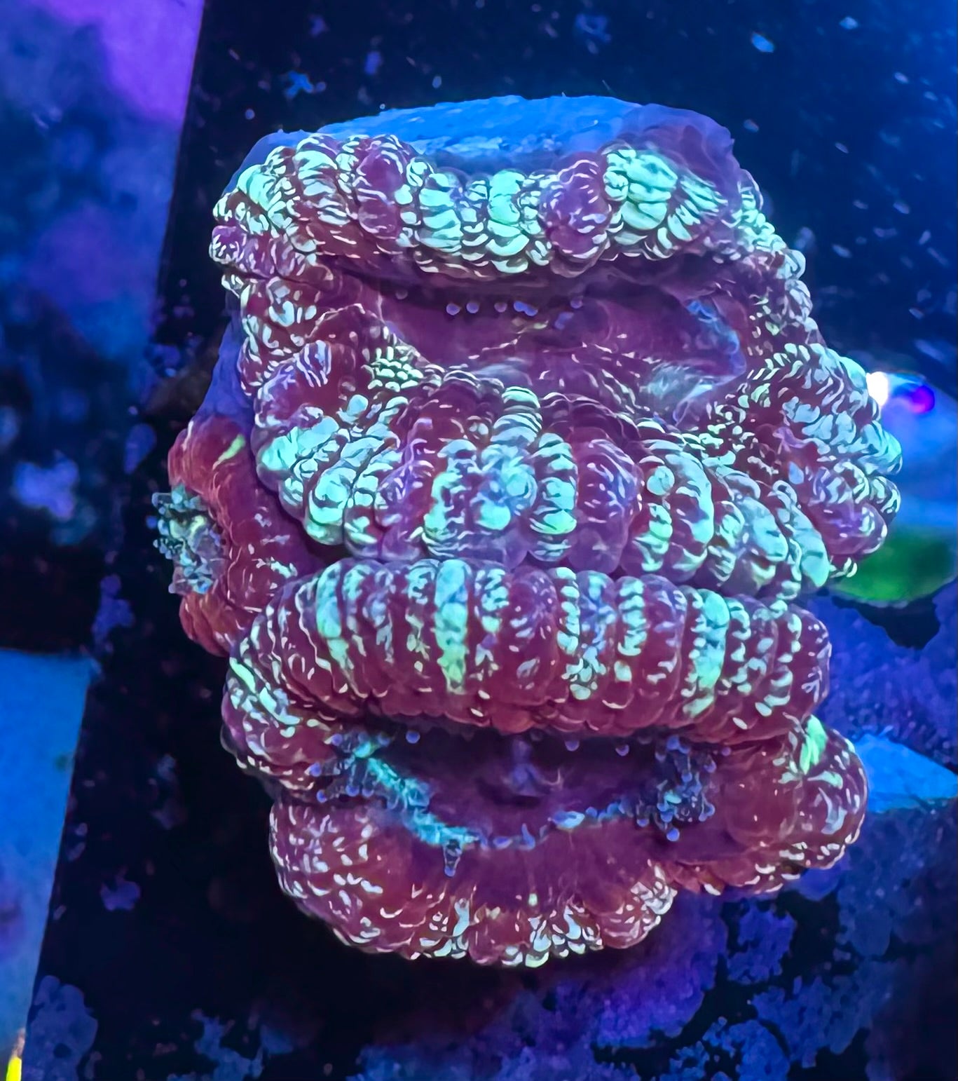 Acan Lord — Blue Glitter — Rare LPS Coral — UK Grown