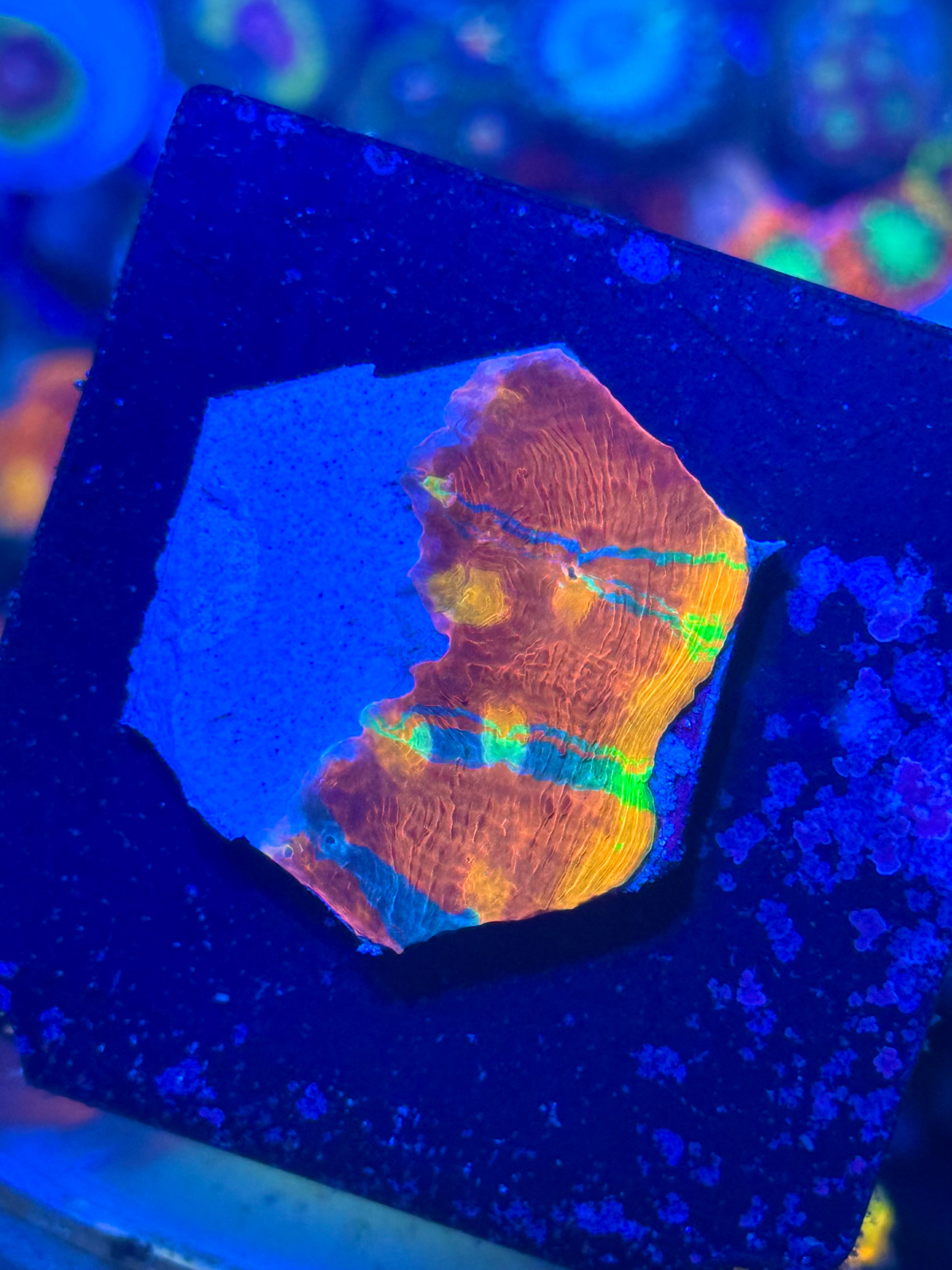 Jelly Bean Rainbow Chalice Frag— High End LPS Coral — UK Grown