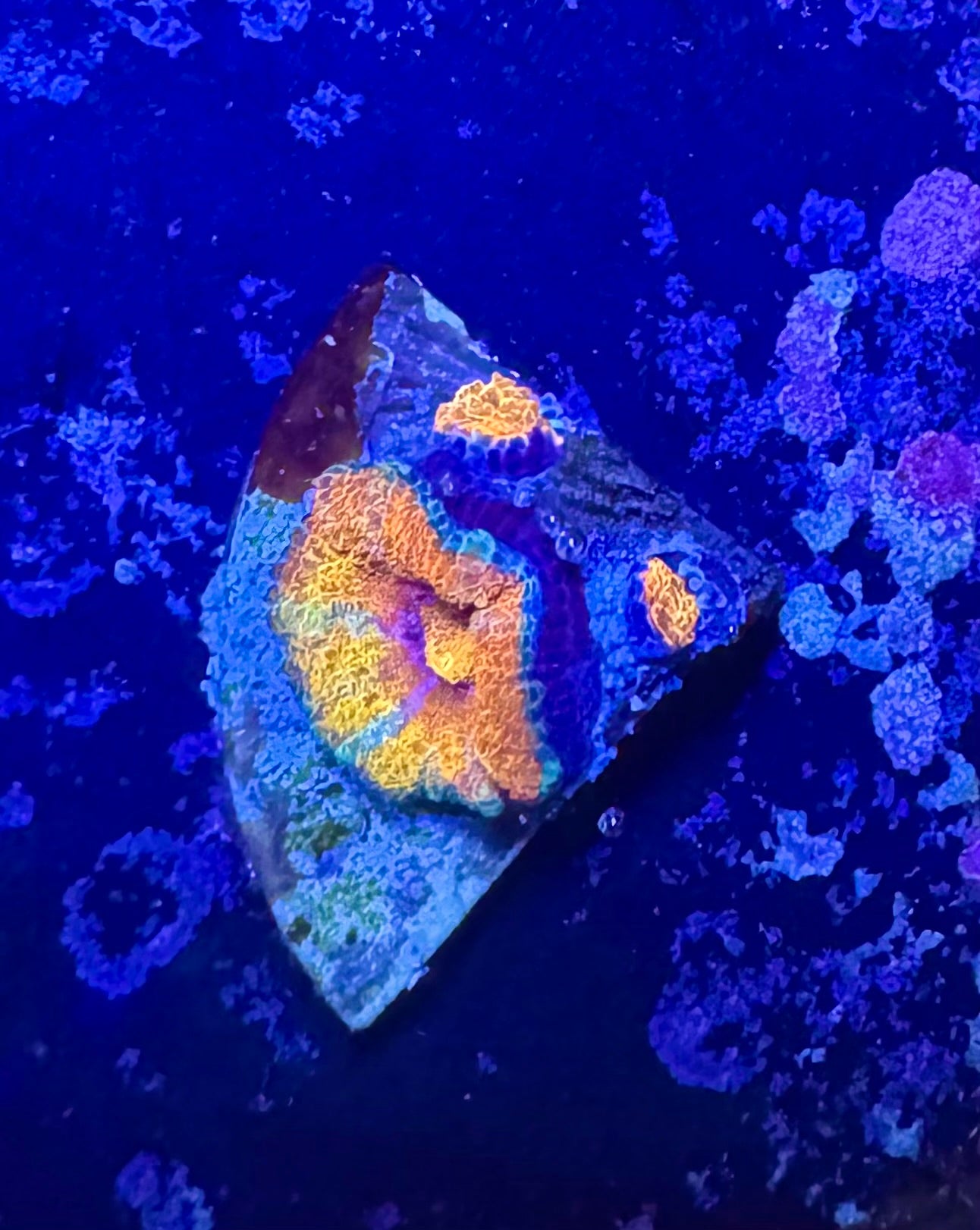 Master Grade Rainbow Acan Lord — High End LPS Coral — UK Grown