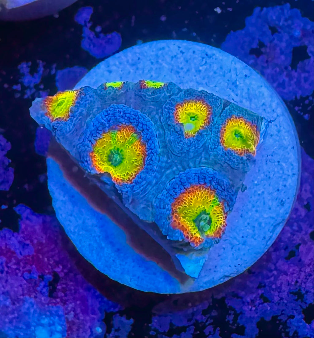 Holy Grail Micromussa — High End LPS Coral — UK Grown