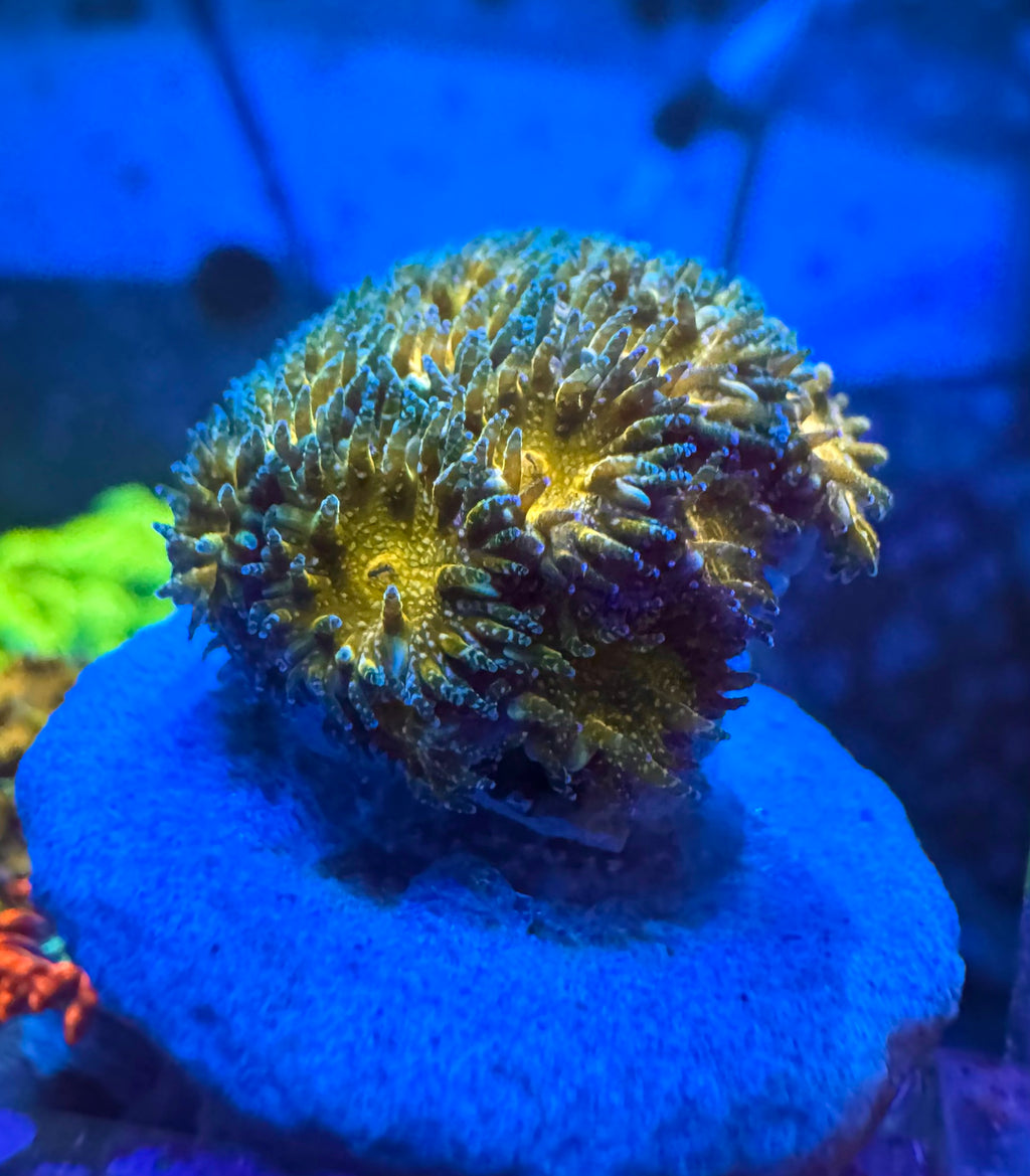 Leptastrea — Orange and Sliver — WYSIWYG — Rare LPS Coral — UK Grown