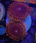 OG Nightmare Zoa Frag (2-3 Polyps)– Rare Zoanthid – UK Grown