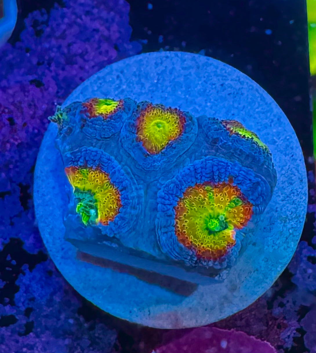 Holy Grail Micromussa — High End LPS Coral — UK Grown