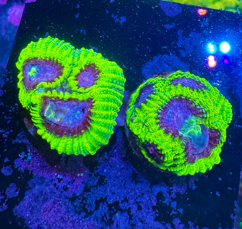 WWC Space Monkey Favia — Rare LPS Coral — UK Grown