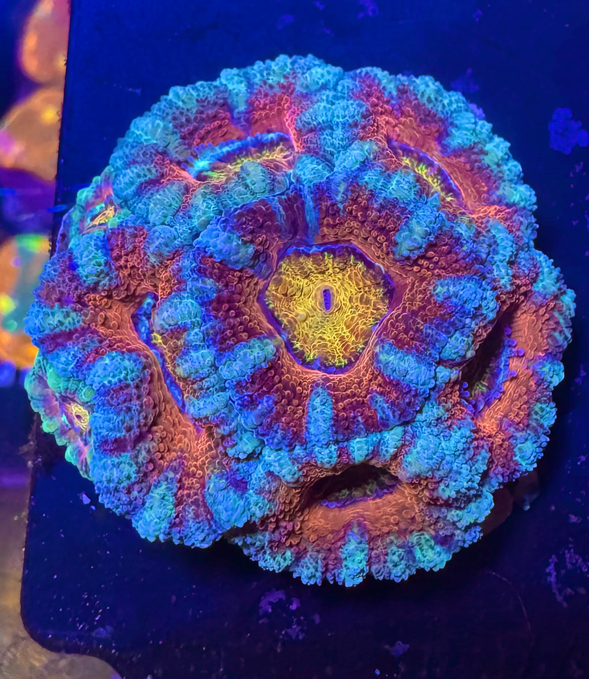 Rainbow Acan Lord — High End LPS Coral — UK Grown