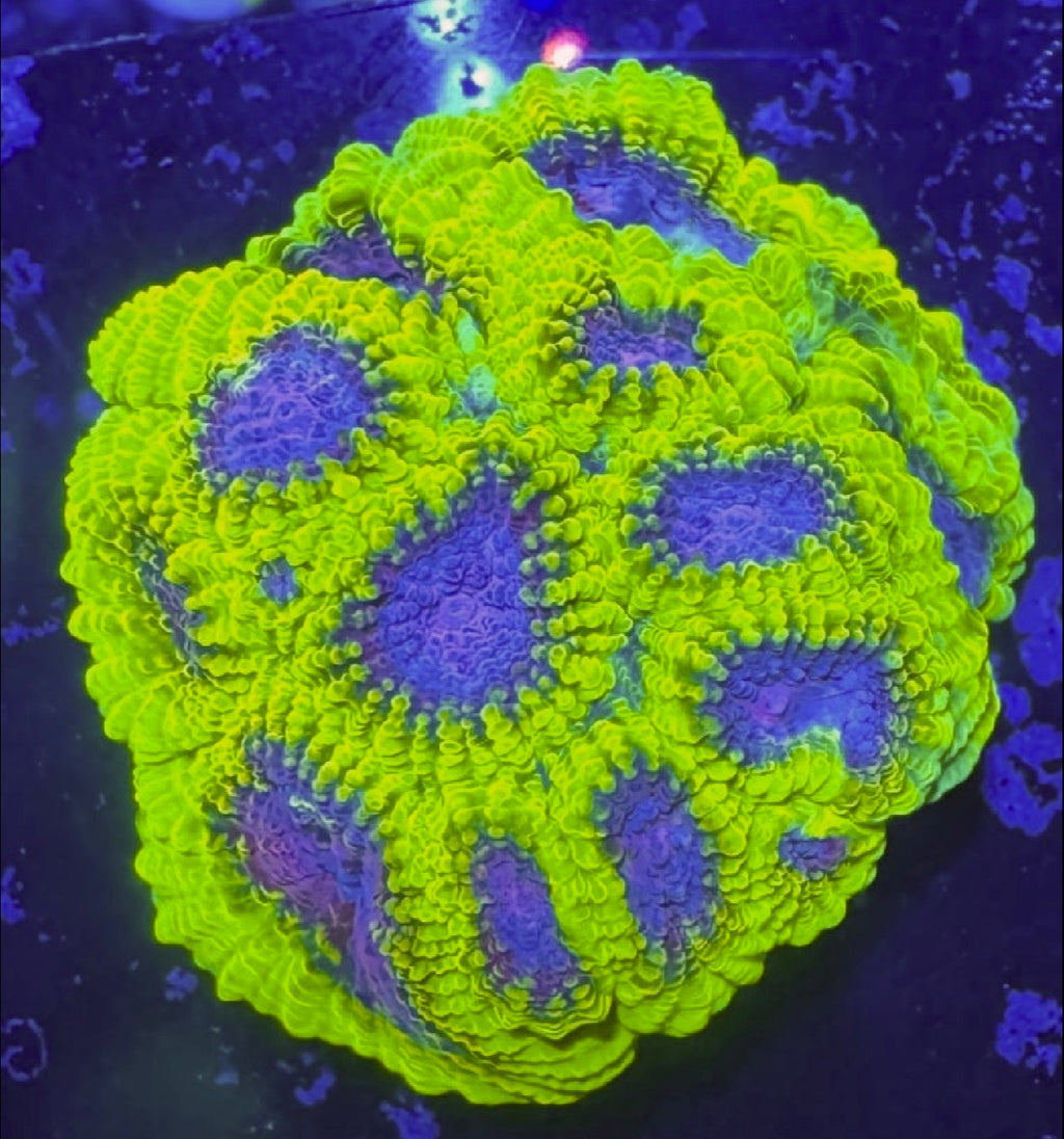 WWC Space Monkey Favia — Rare LPS Coral — UK Grown