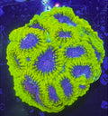 WWC Space Monkey Favia — Rare LPS Coral — UK Grown