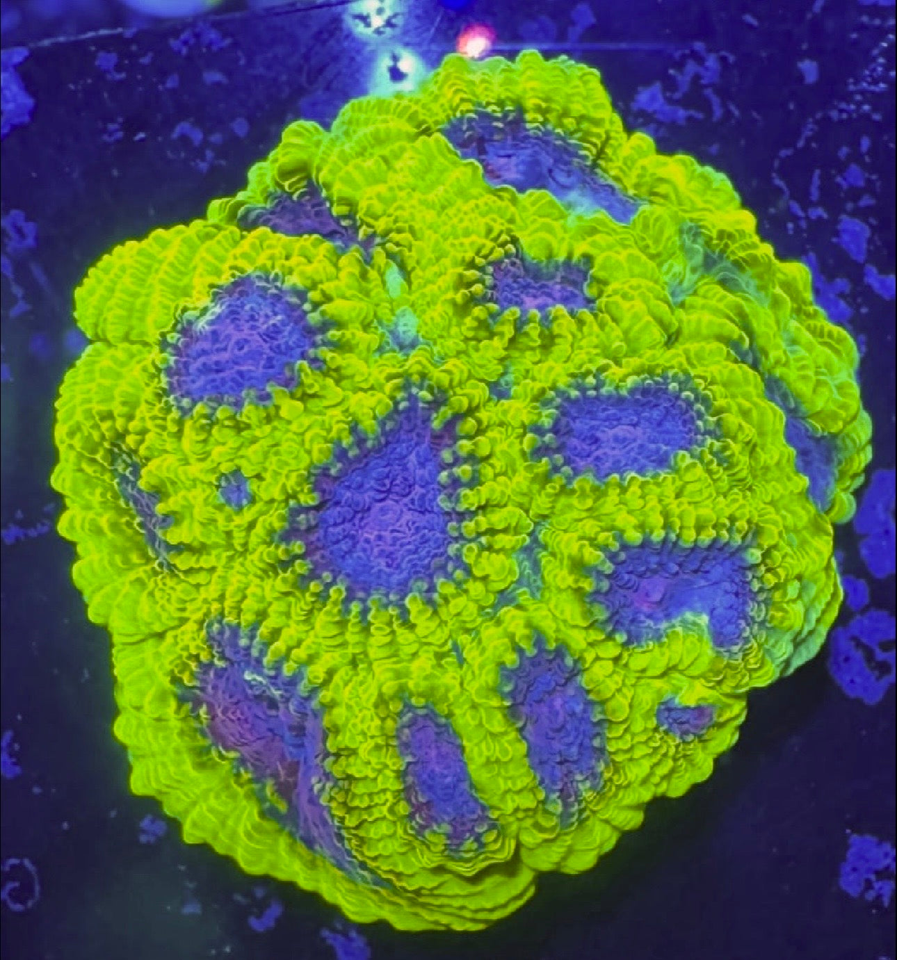 WWC Space Monkey Favia — Rare LPS Coral — UK Grown
