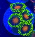 Yellow Brick Road Zoa Frag (2 Polyps+)– Zoanthid – UK Grown