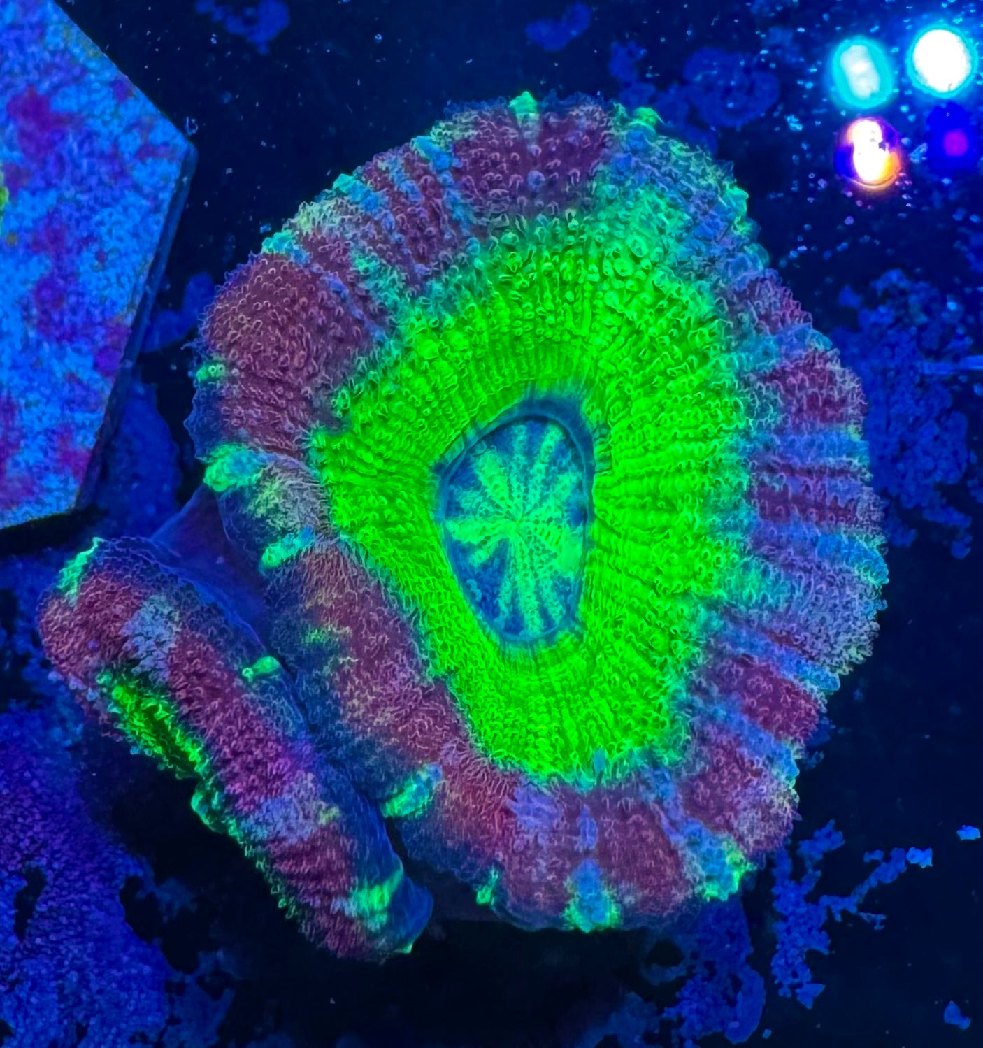 Acan Lord — Green Centre — WYSIWYG — Rare LPS Coral — UK Grown