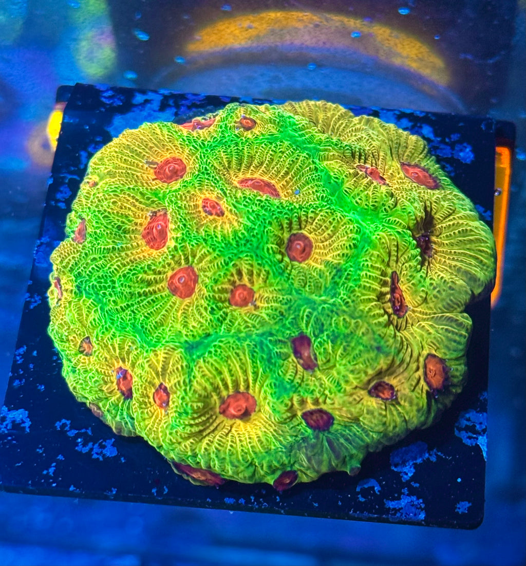 Fascination Favia — Rare LPS Coral — UK Grown