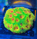 Fascination Favia — Rare LPS Coral — UK Grown