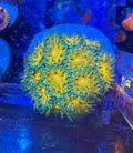 Leptastrea — Orange and Sliver — WYSIWYG — Rare LPS Coral — UK Grown