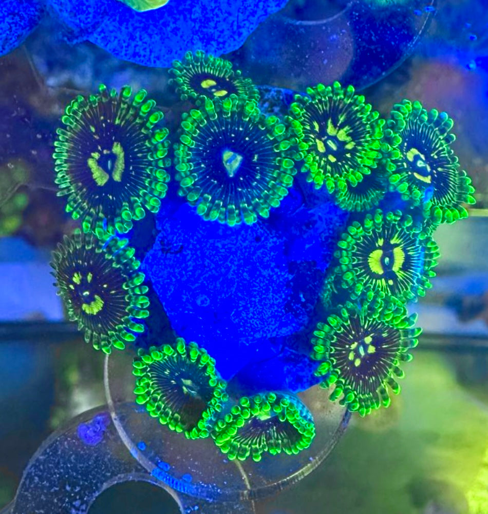 Exosphere Zoa Frag – High End Zoanthid – UK Grown