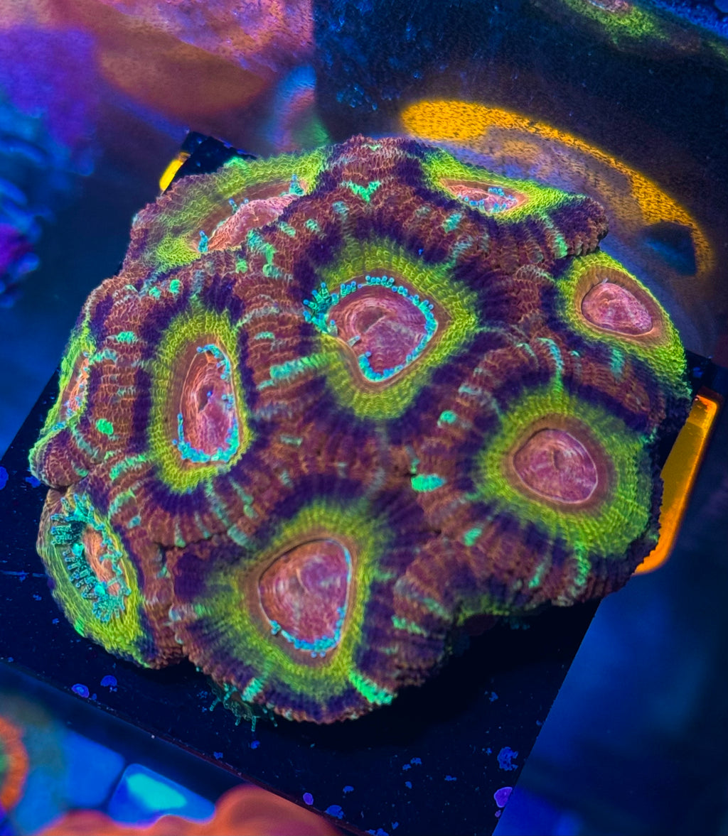Peach Rainbow Acan Lord — High End LPS Coral — UK Grown