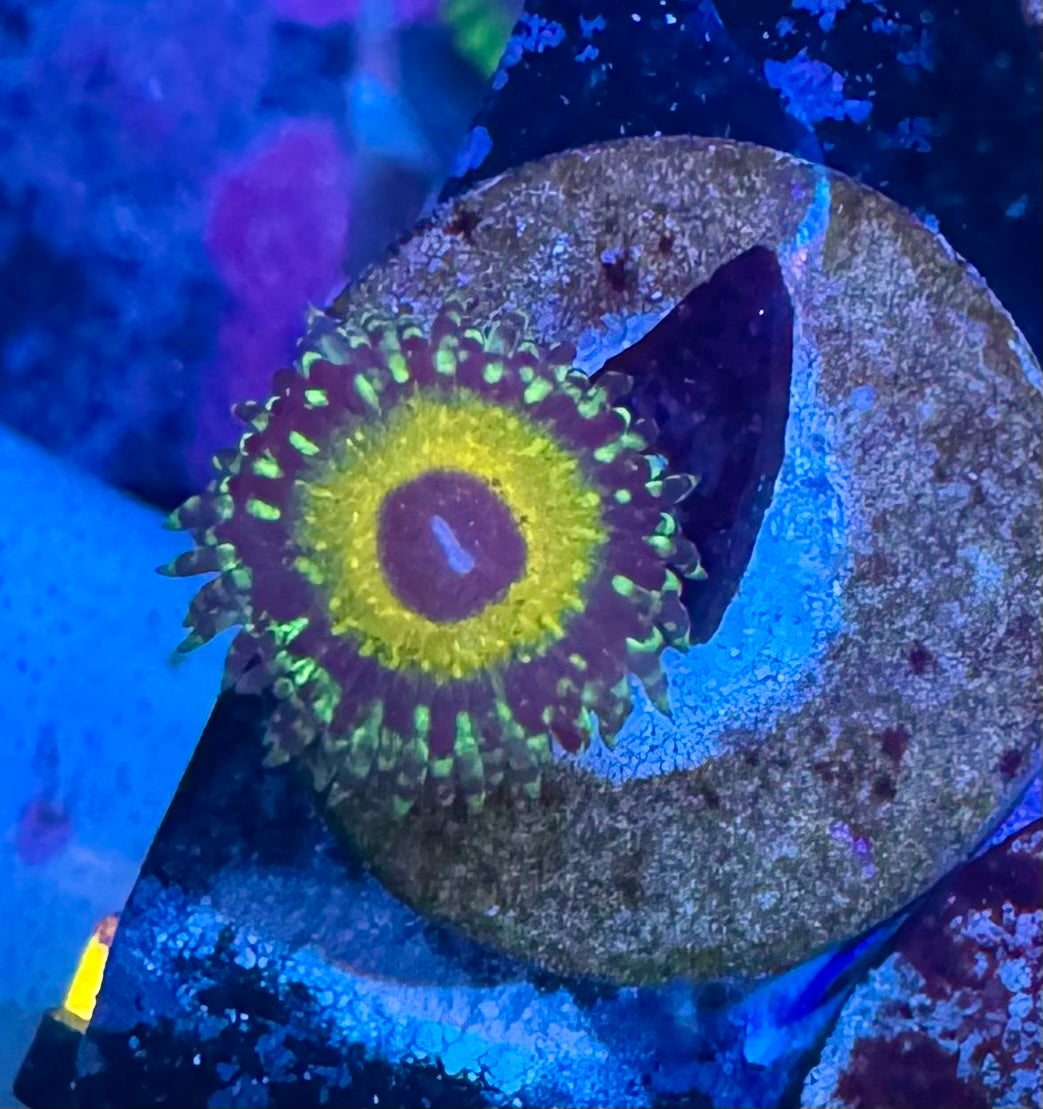 Godbeast Zoa Frag – High End Zoanthid – UK Grown