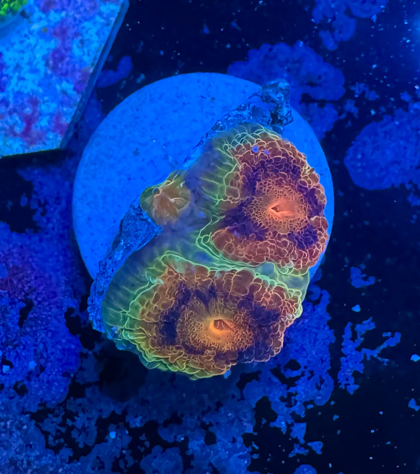 Maroon and Yellow Acan Lord — Rare LPS Coral — UK Grown