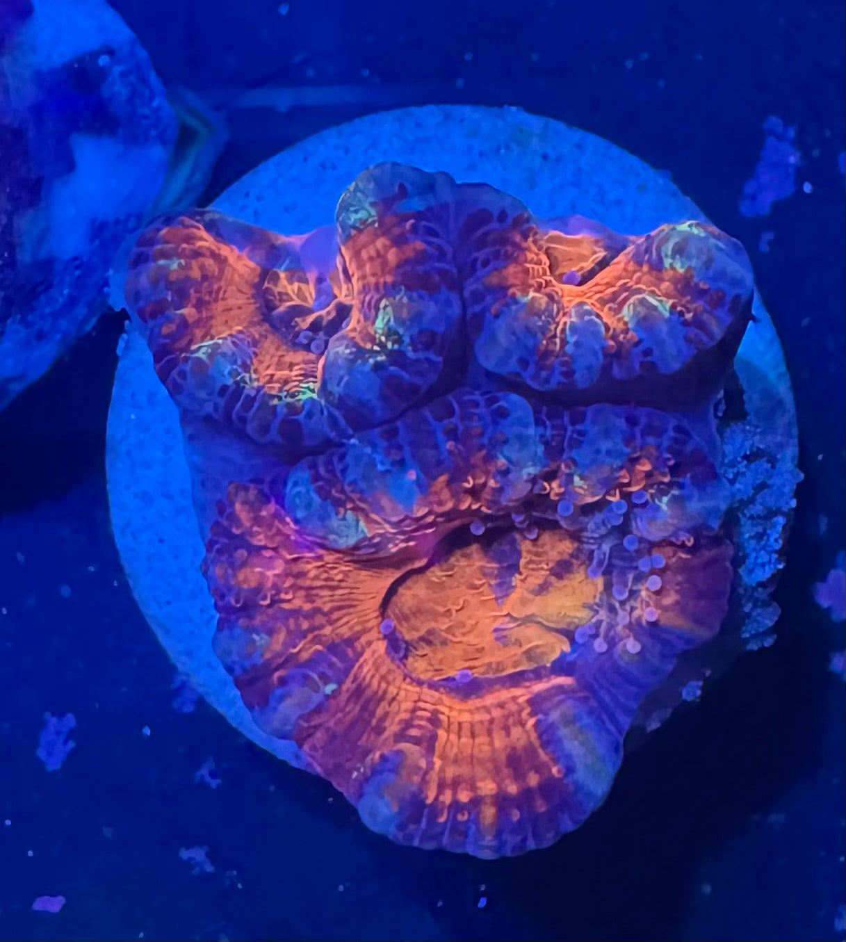 Acan Lord — Red and Blue — WYSIWYG — LPS Coral — UK Grown