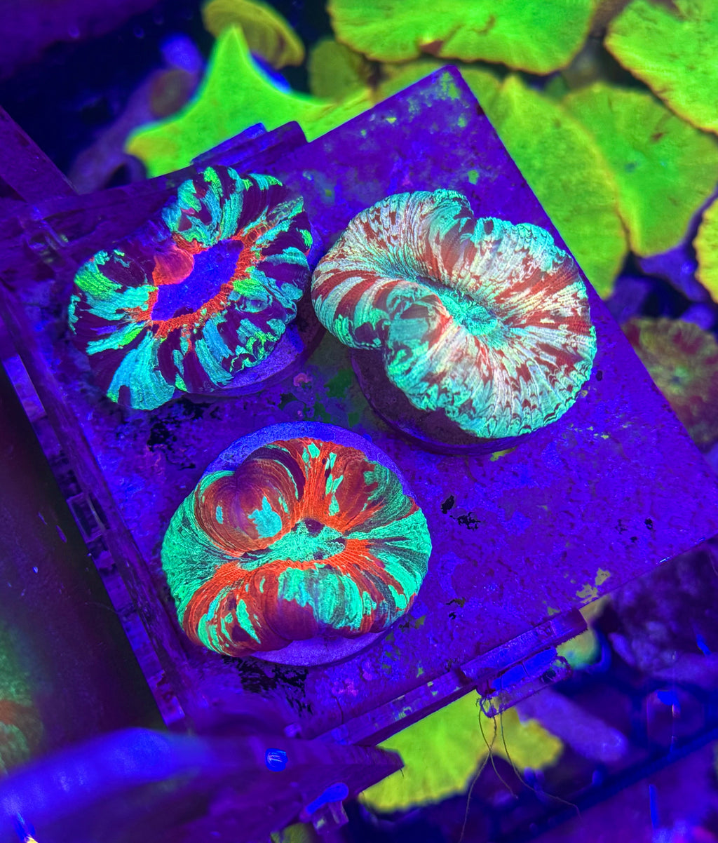 Ultra Trachyphyllia — Open Brain Coral— WYSIWYG — Rare LPS Coral