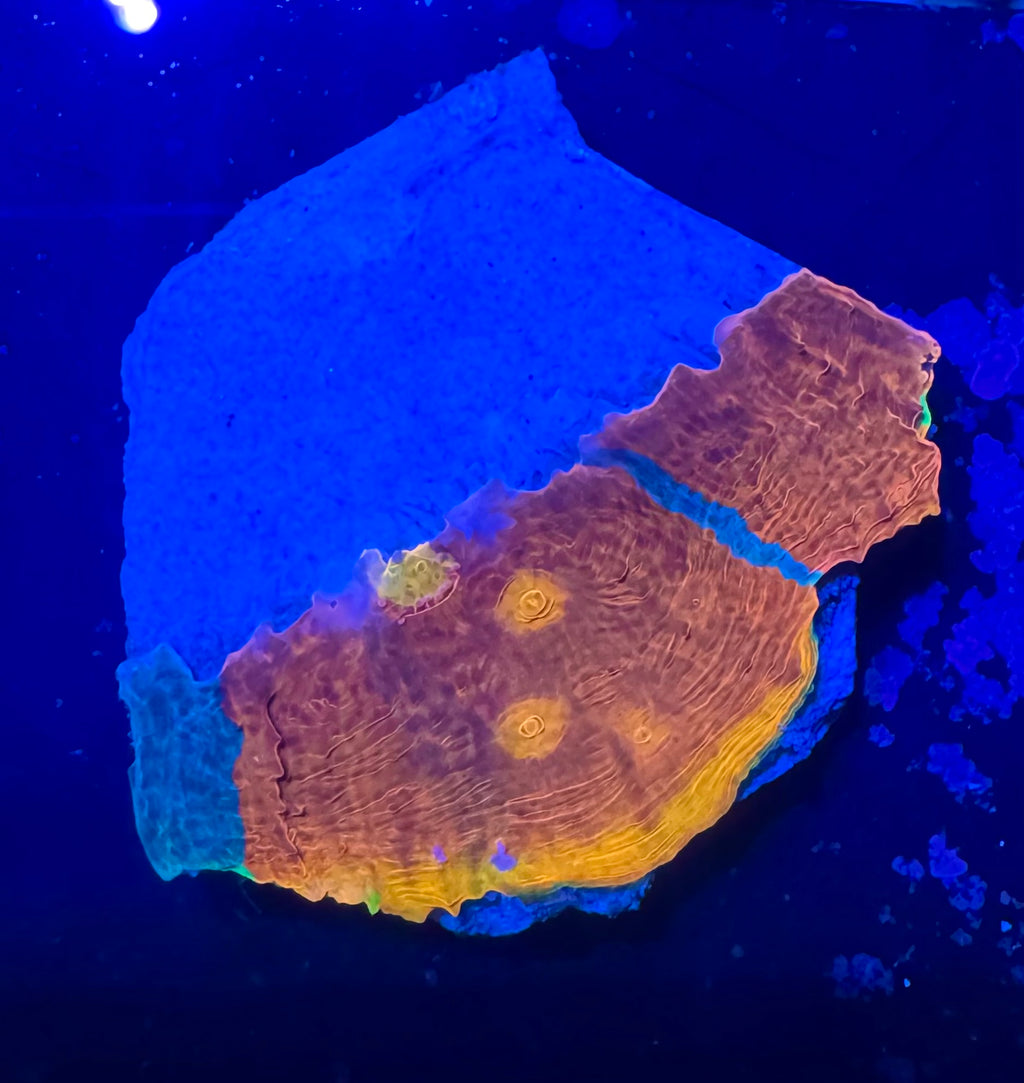 Jelly Bean Rainbow Chalice Frag— High End LPS Coral — UK Grown