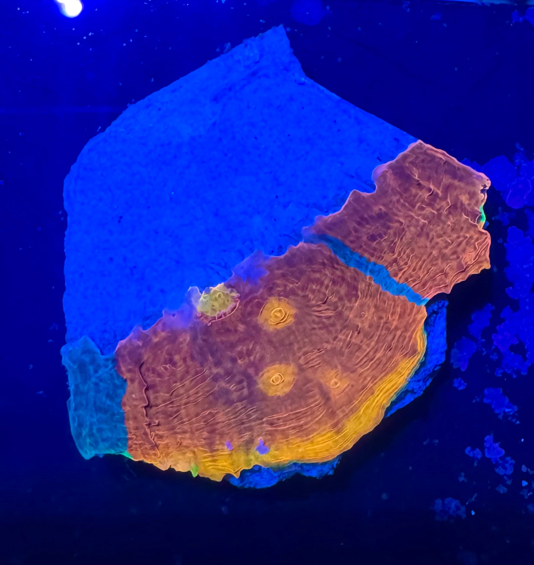Jelly Bean Rainbow Chalice Frag— High End LPS Coral — UK Grown