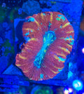 Rainbow Confetti Trachyphyllia   — WYSIWYG — High End LPS Coral