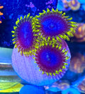 WWC Blue Angel Zoa Frag (2-3 Polyps)– Rare Zoanthid – UK Grown