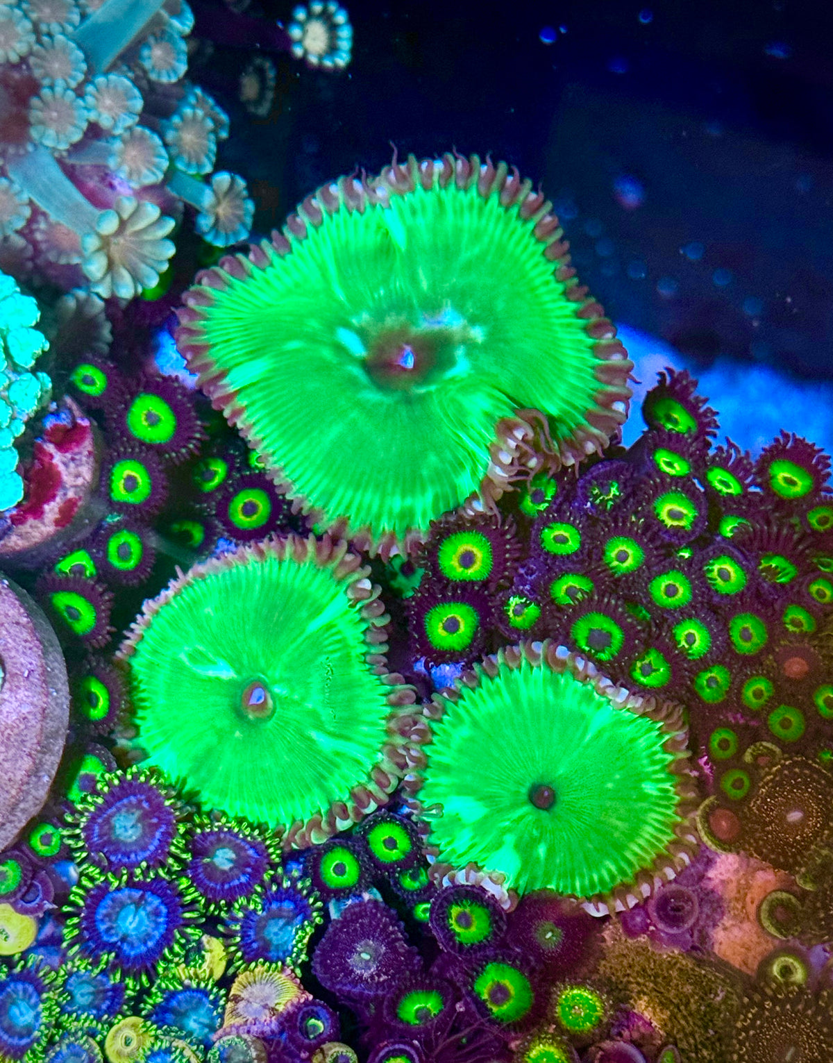 Paly Grandis Frag (2+ Polyps) – Giant Palythoa – UK Grown