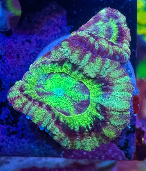 Acan Lord — Green Radial — Rare LPS Coral — UK Grown (Copy)