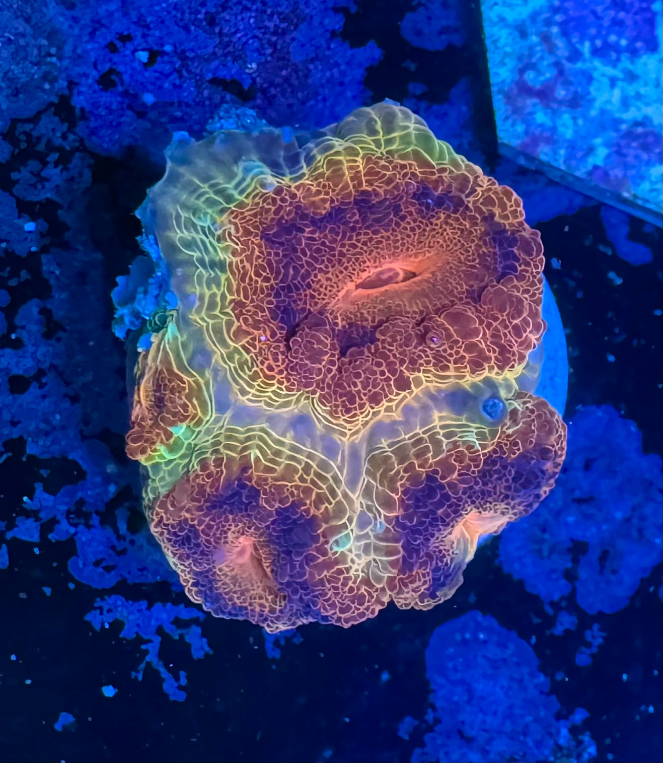 Maroon and Yellow Acan Lord — Rare LPS Coral — UK Grown