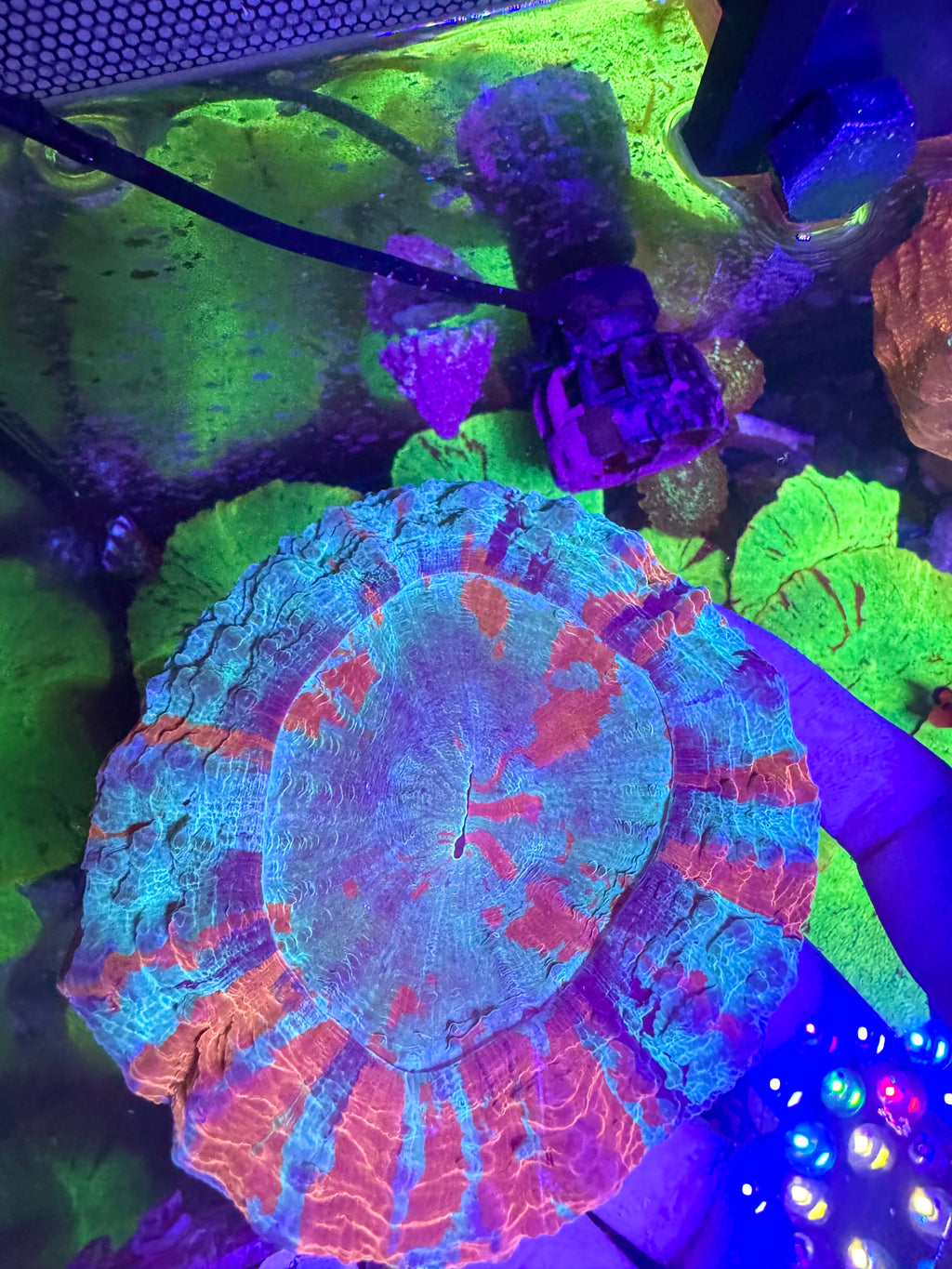 Acanthophyllia— Blue and Orange — WYSIWYG — High End LPS Coral