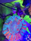 Acanthophyllia— Blue and Orange — WYSIWYG — High End LPS Coral