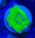 Toxic Green Acan Bowerbanki — Rare LPS Coral