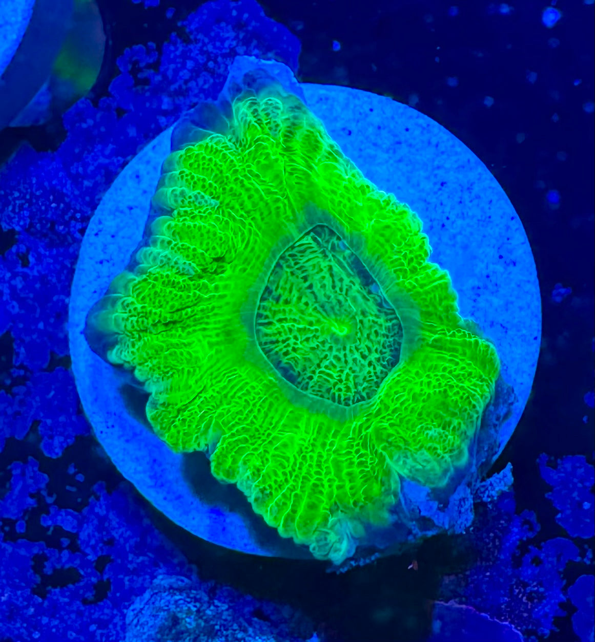 Toxic Green Acan Bowerbanki — Rare LPS Coral
