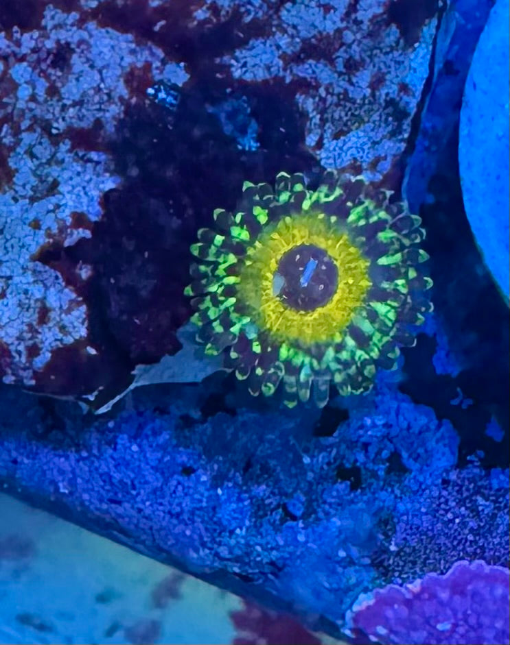 Godbeast Zoa Frag – High End Zoanthid – UK Grown