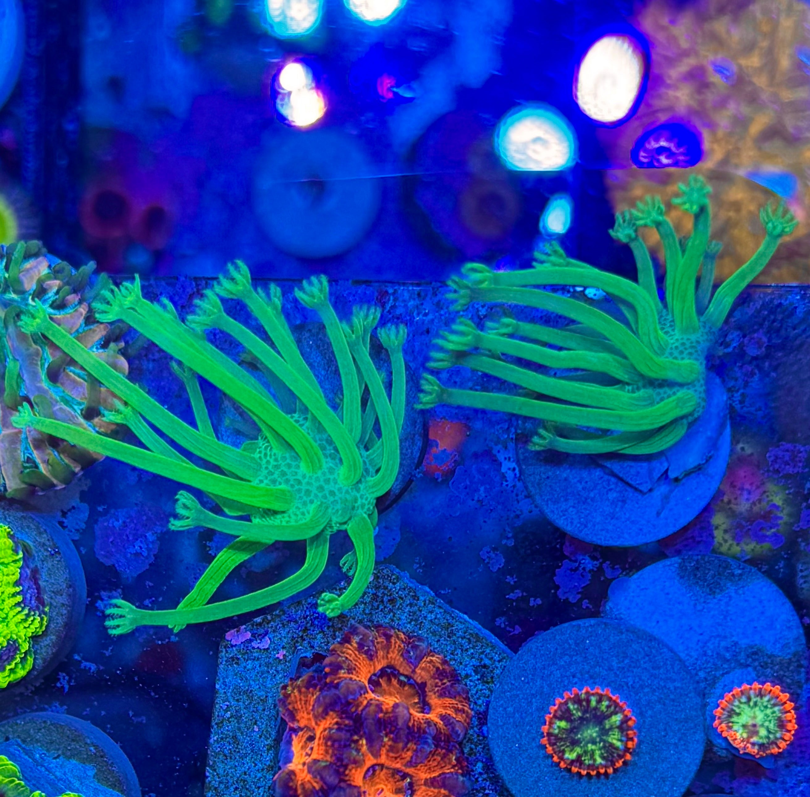 Japanese Deep Water Toadstool Small Frag — High End Soft Coral — UK Grown