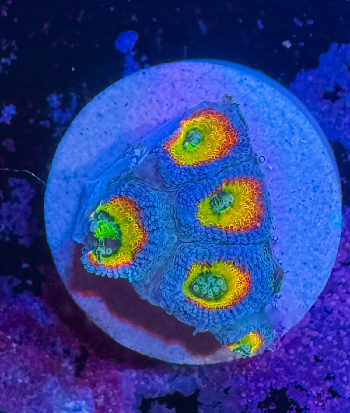 Holy Grail Micromussa — High End LPS Coral — UK Grown