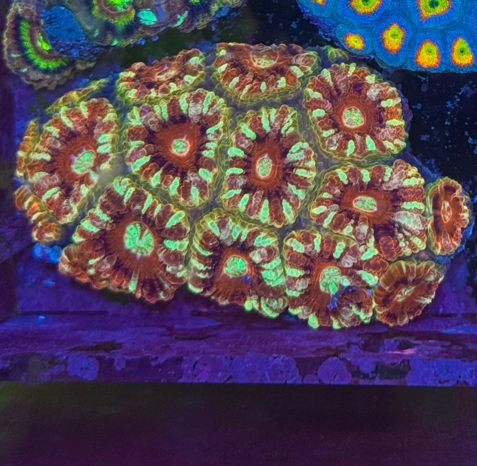 Gold and Red Acan Lord — Rare LPS Coral — UK Grown
