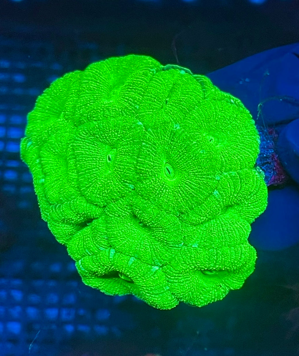Toxic Green Acan Bowerbanki — Rare LPS Coral
