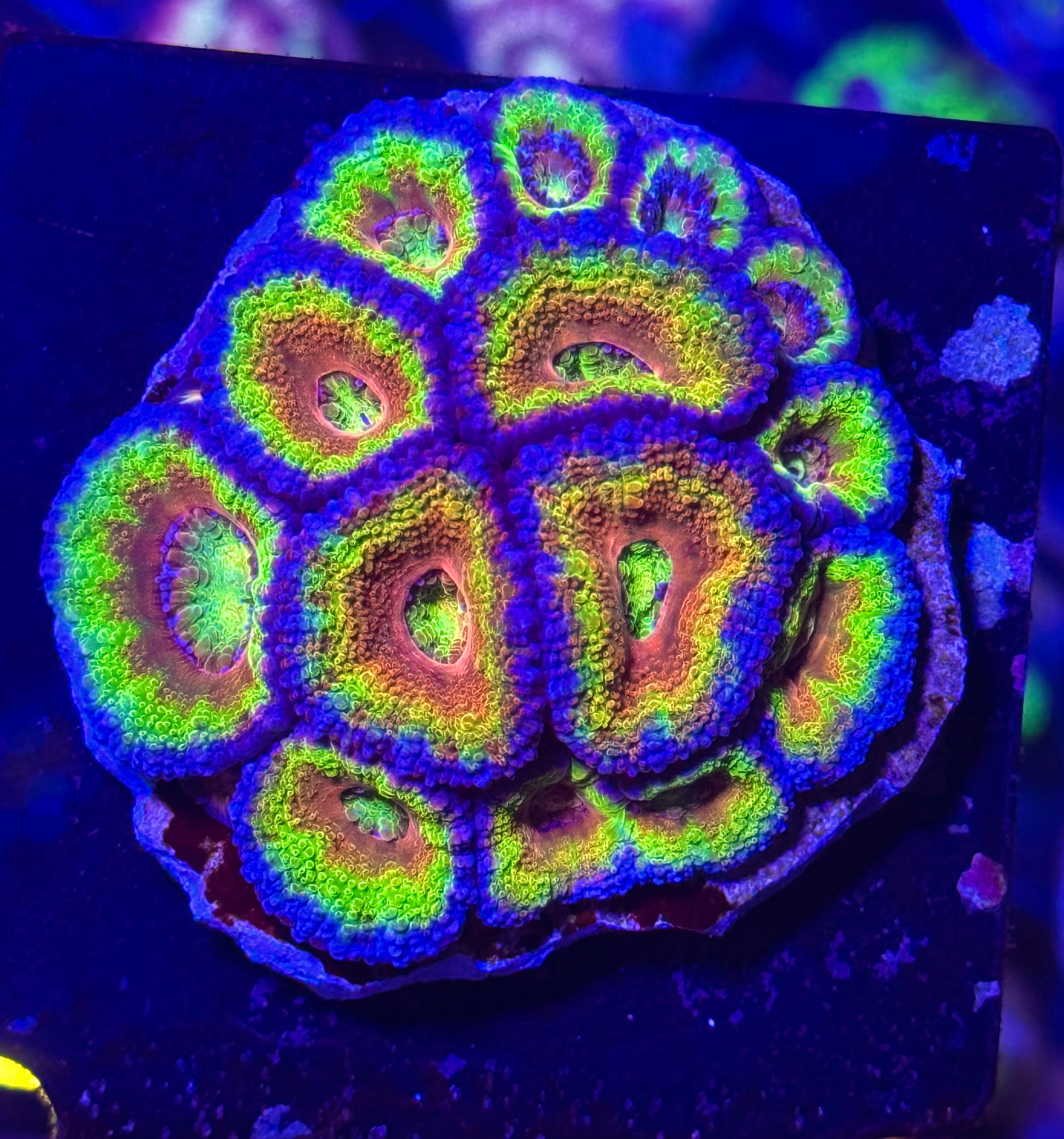 Master Grade Rainbow Acan Lord — High End LPS Coral — UK Grown