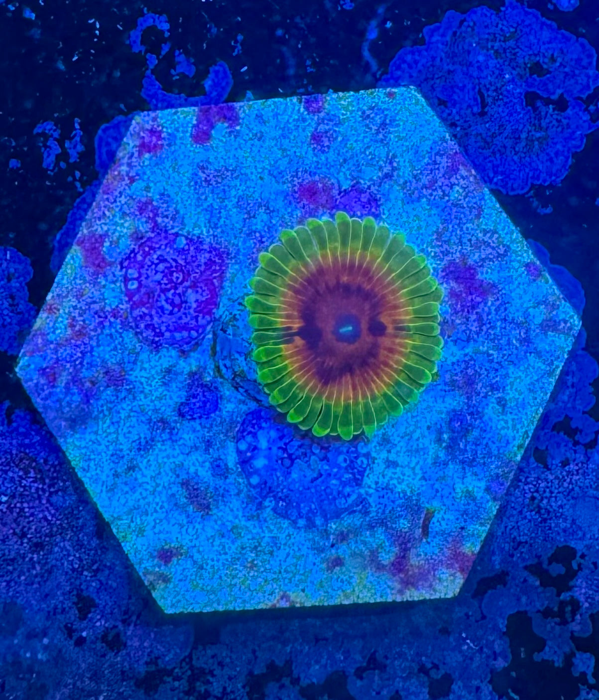 Hallucination Zoa - High End Zoanthid – UK Grown