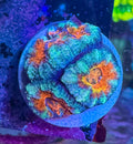 Red and Blue Acan Lord — Rare LPS Coral — UK Grown