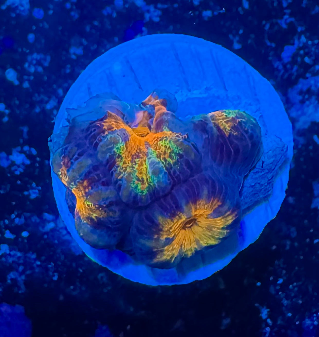 Acan Lord — Red and Blue — WYSIWYG — LPS Coral — UK Grown — 4 heads